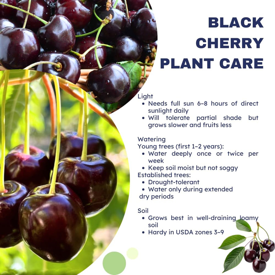 2 Wild Black Cherry Trees Live Plants, Sweet Cherry Plant Live Fruit Tree, 12-18 Inc Height, Cold Hardy Cherry Tree Plant for Planting, Bareroots Dormant