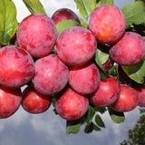Set of 24 Live Plum Cuttings, for Planting, Sweet Edible Fruit Rooted Cuttings, Ready to Grow, Suitable for Outdoor Garden