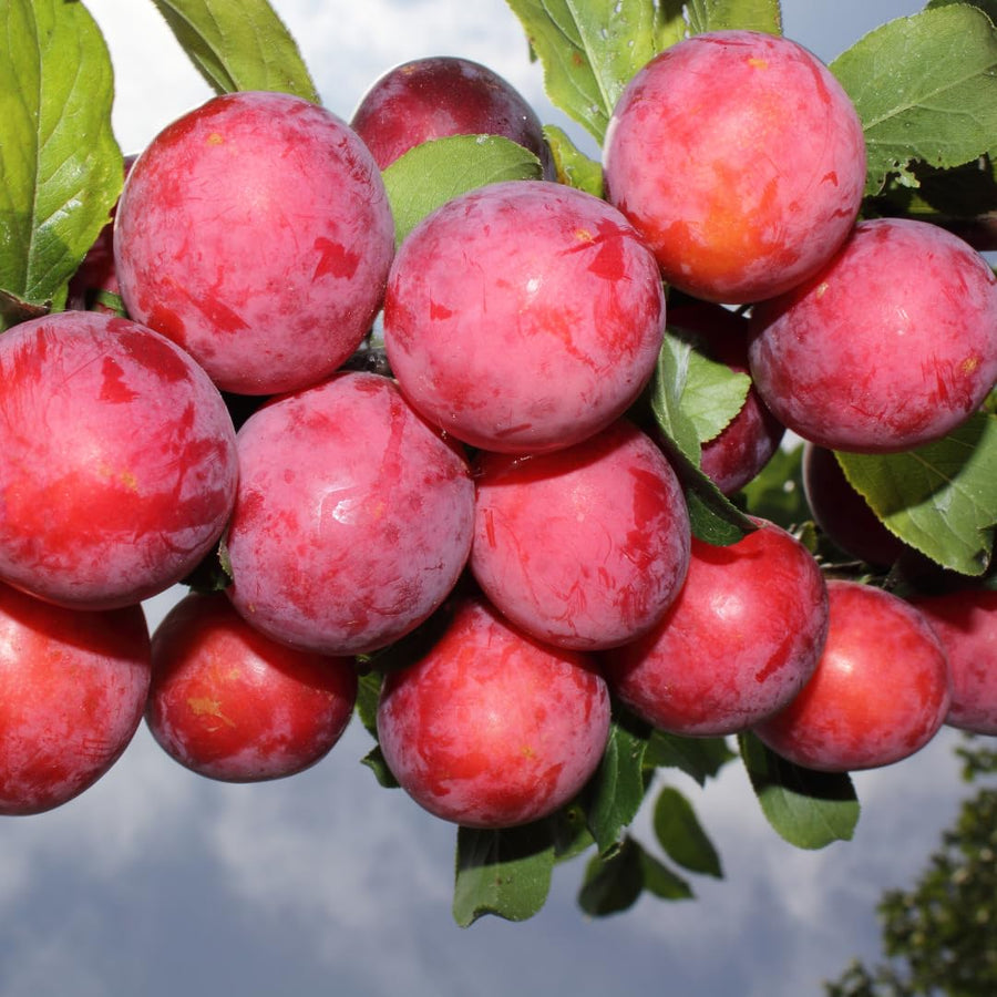 Set of 24 Live Plum Cuttings, for Planting, Sweet Edible Fruit Rooted Cuttings, Ready to Grow, Suitable for Outdoor Garden