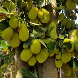 Jackfruit Tree Live Plant from 9 to 11 Inc Tall, Live Jackfruit Plant Pot 4 Inc