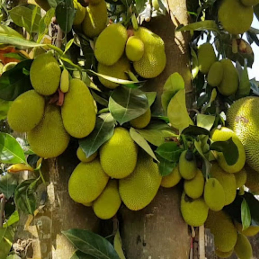 Jackfruit Tree Live Plant from 9 to 11 Inc Tall, Live Jackfruit Plant Pot 4 Inc
