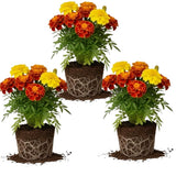 3 Mix Marigold Plants Live, 3 Starter Plant, Live Marigold Flower Plants Indoor or Outdoors Growing Planting Gardening Flowering