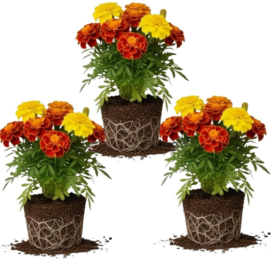 3 Mix Marigold Plants Live, 3 Starter Plant, Live Marigold Flower Plants Indoor or Outdoors Growing Planting Gardening Flowering