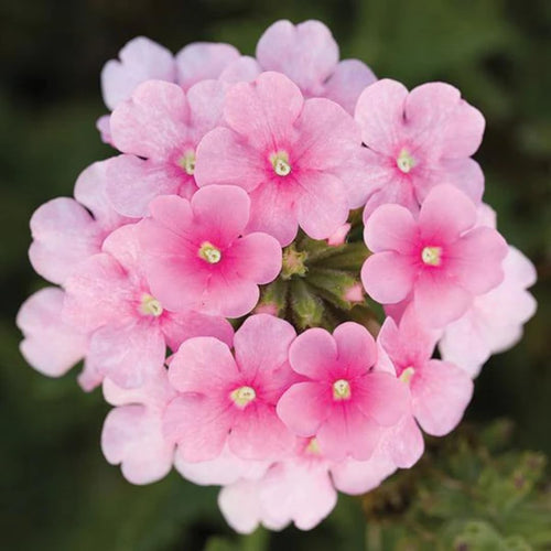 Perennial Pink Verbena Plants Live, Sets 6 Plants Verbena for Planting, No Pot, Size 5-9 Inc Tall, Spring Plants Verbena for Trailing Basket, No Pot