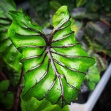 Alocasia Plant Live, Rare Elephant Ear Plant Indoor in 4 Inch Pot, Tropical Foliage, Compact Houseplant for Office, Room and Home Décor - Purple Black Vein