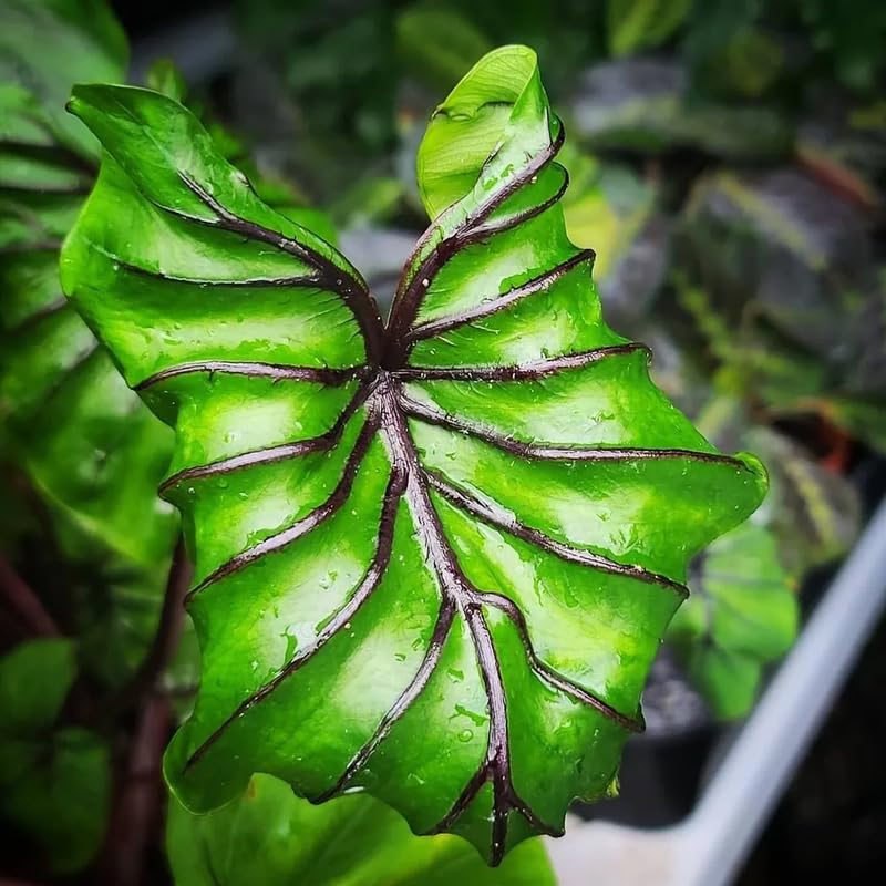 Alocasia Plant Live, Rare Elephant Ear Plant Indoor in 4 Inch Pot, Tropical Foliage, Compact Houseplant for Office, Room and Home Décor - Purple Black Vein