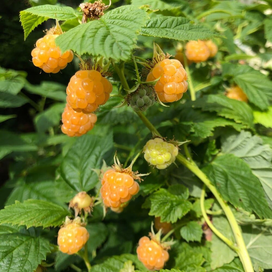 Pack 2 Fall Gold Raspberry Plants Live, Size 5-9 Inch Tall, Raspberry Trees Live Plants, Sweet Raspberry Bush Shrub