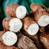 Yuca Cassava Plant Live in 4'' Pot, Sweet Yuca Roots 4-7 Inches, Vegetable for Outdoor Garden