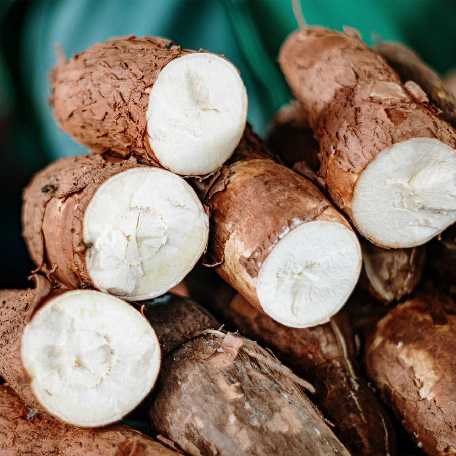Yuca Cassava Plant Live in 4'' Pot, Sweet Yuca Roots 4-7 Inches, Vegetable for Outdoor Garden
