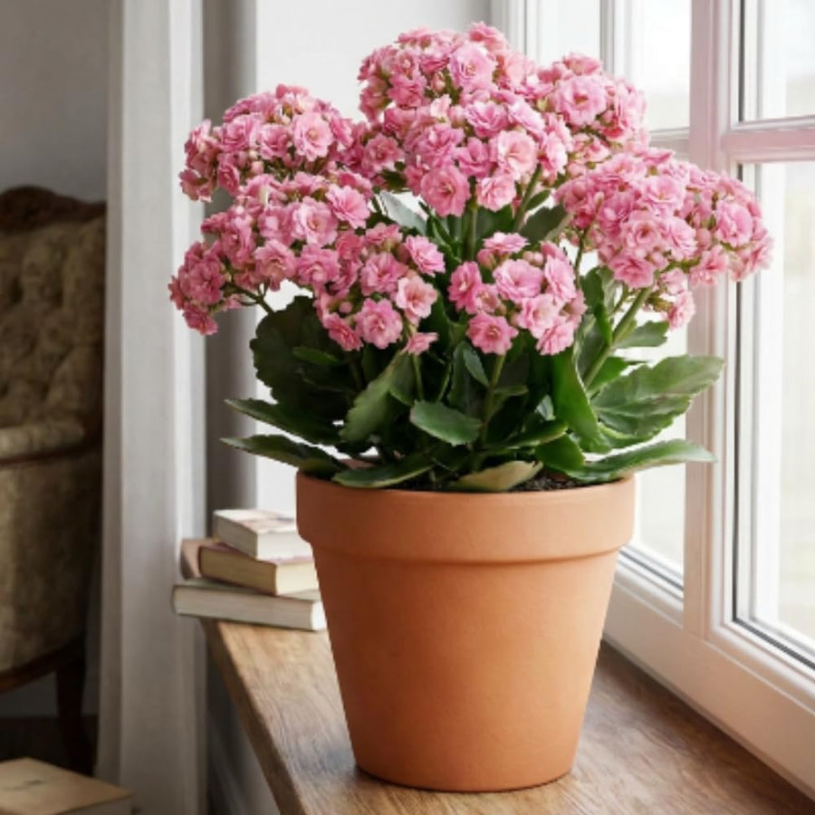 Double Pink Kalanchoe Succulent Live Plant, 4-7 Inches Tall in Pot, Colorful Flowering Houseplant, Vibrant Pink Double Blooms for Growing