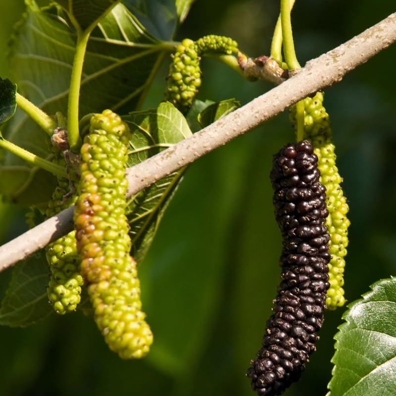 Pakistan Mulberry Plant Live 10-12 Inch Tall, Long Mulberry Fruit Tree Live Plant, Sweet Mulberries Tree