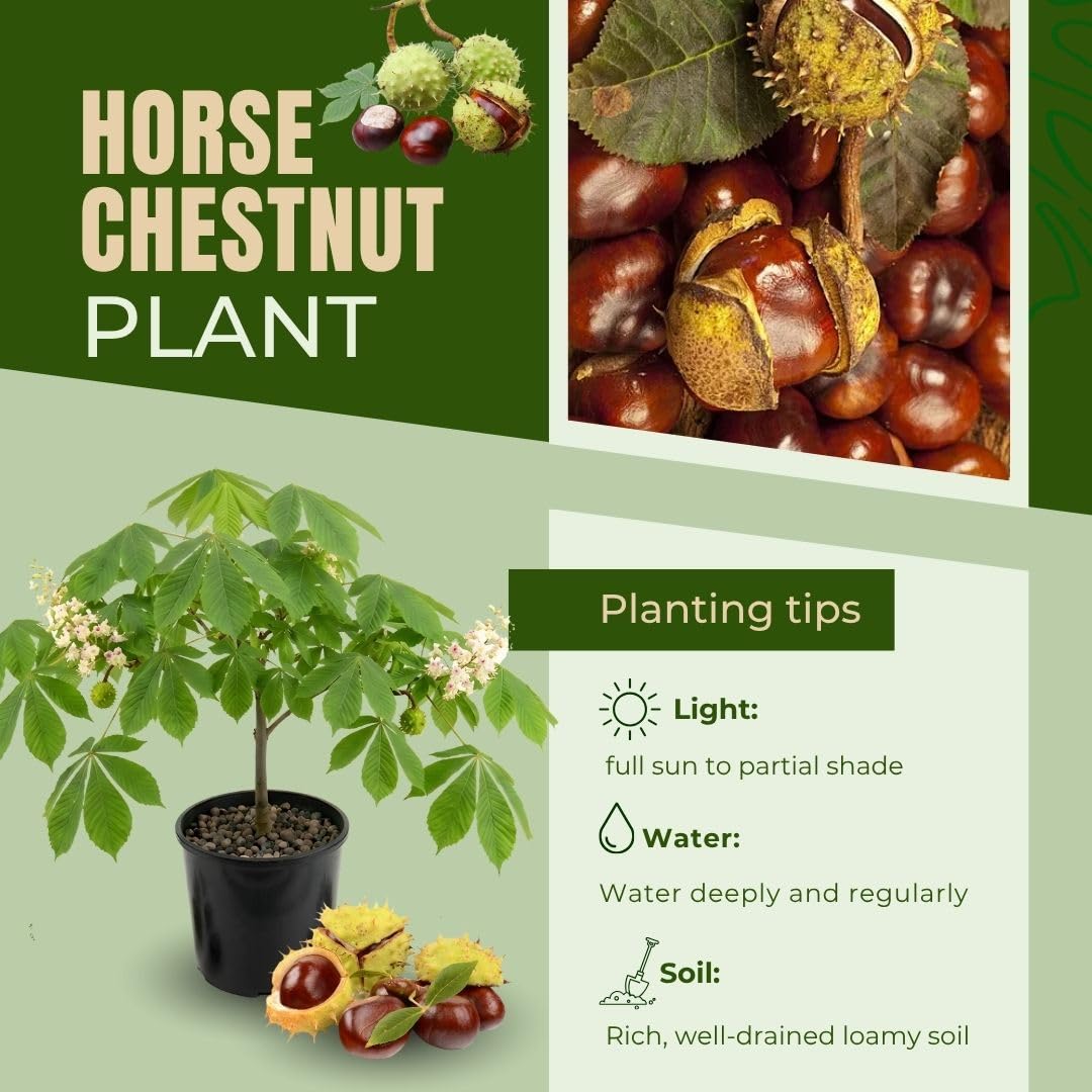 Live Horse Chestnut Tree Plant 3-5 Inch Tall, Chestnut Plant 4" Pot, Hardy Ornamental Plants for Yard