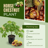 Live Horse Chestnut Tree Plant 3-5 Inch Tall, Chestnut Plant 4" Pot, Hardy Ornamental Plants for Yard
