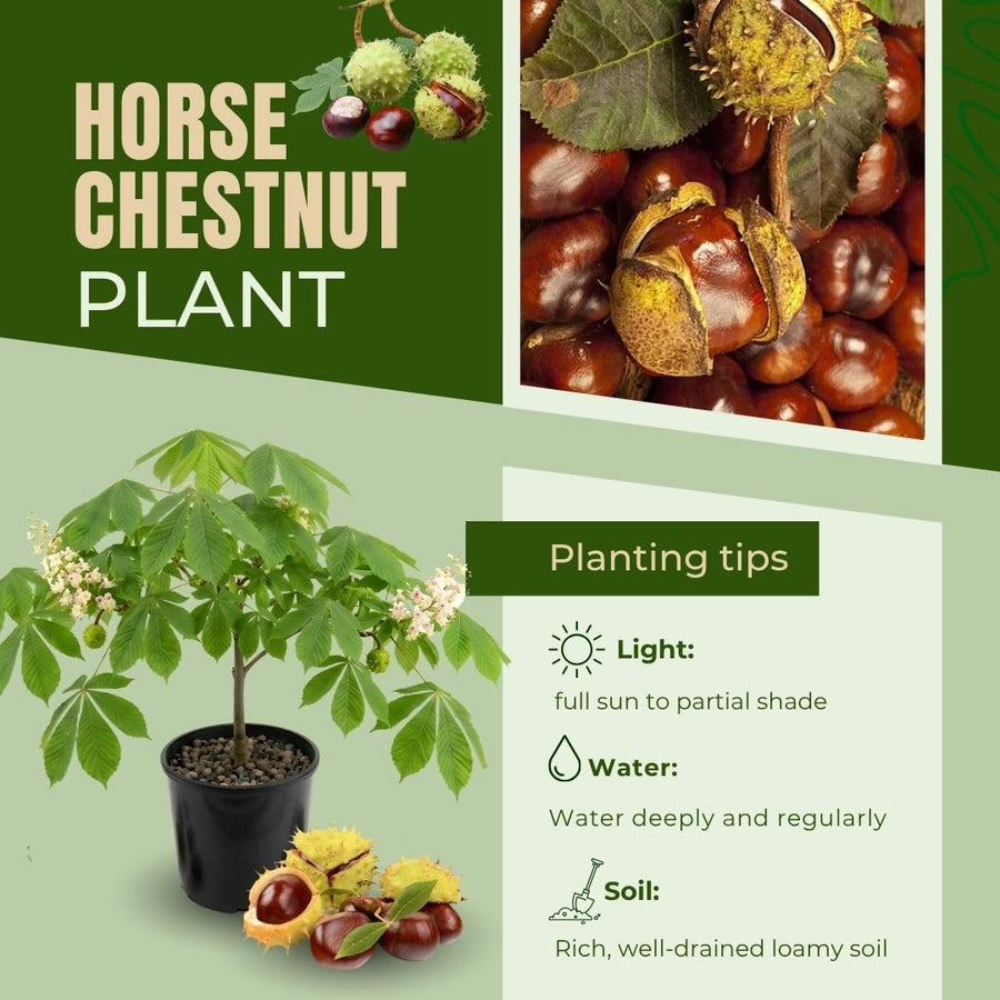 Live Horse Chestnut Tree Plant 3-5 Inch Tall, Chestnut Plant 4" Pot, Hardy Ornamental Plants for Yard