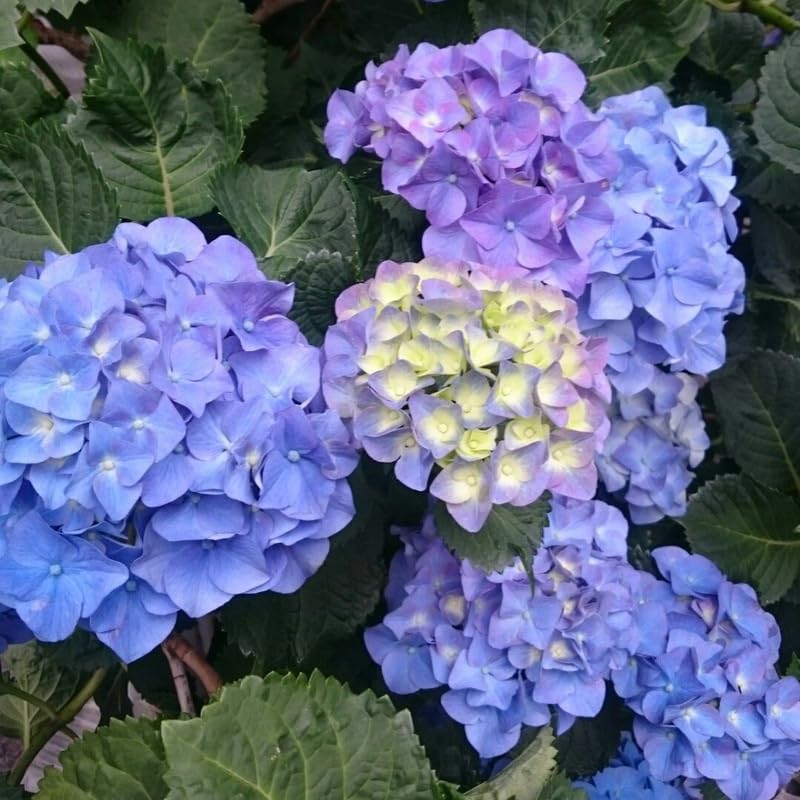 Blue Purple Hydrangea Plant, 5 to 7 Inch Tall Hydrangea Plants Live, Without Pot, Change Color Flowers Hydrangeas Bush Plant Outdoor Shade Garden, Colorful Flowers