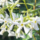 2 Jasmine Flower Plants Indoor Live, 4 to 6 Inc Long, Green Star Jasmine Live Plants, Fragrant Flower Plant Live Garden Zone 6 to 11
