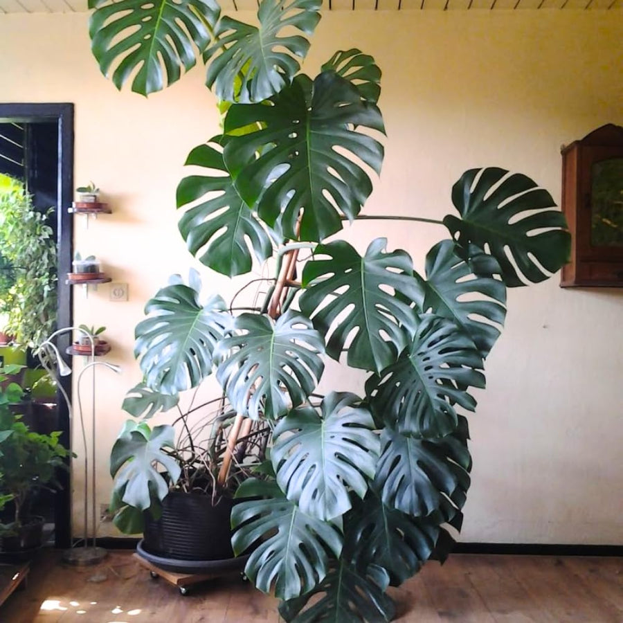 2 Rare Philodendron Live Plants Varieties Collection, Philodendrons Plants Size 5-9 Inc for Indoor Houseplant Décor, Ornamental Tropical Well-Rooted (Monstera Deliciosa)