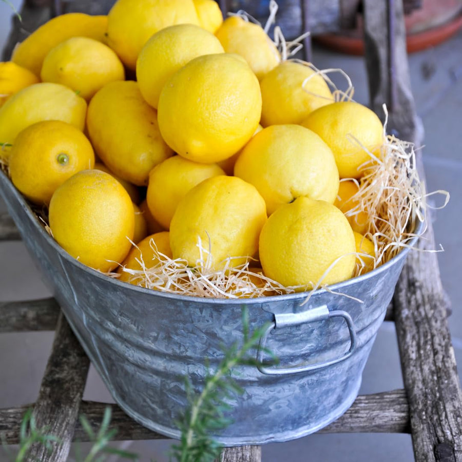 Live Lemon Tree Plant, Lemon Fruit Plant, Tropical Fruit Tree in 4 Inch Pot for Indoor or Outdoor Growing