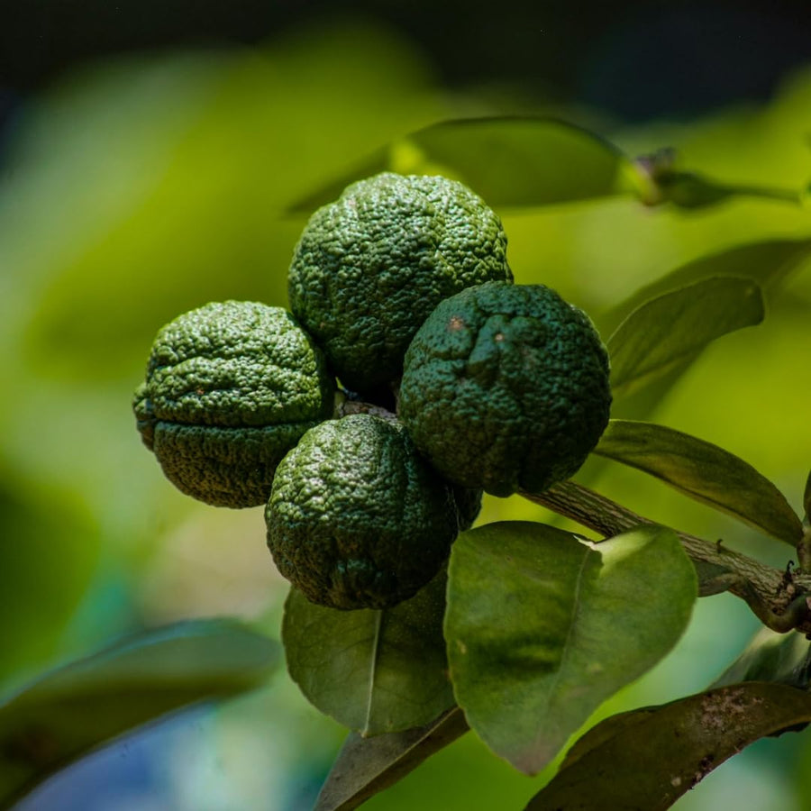 Live Green Lime Tree, Lime Fruit Tree, Grafted Citrus Plant, 2-3 Feet Tall, Ready for Planting