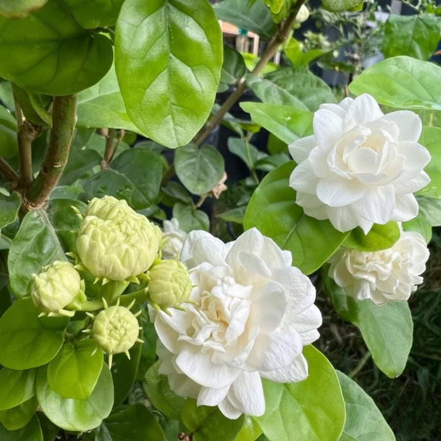 Sambac Jasminum Plant Live, Arabian Jasmine Live Plant, White Flower Arabian Jasmine, 2 Feet Tall in 3 Gallon Pot for Planting