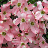 Pink Dogwood Tree Live Plant 1 Year Old in Quart Pot, 6-12" in Tall, Dormant in Winter, Spring Blooms