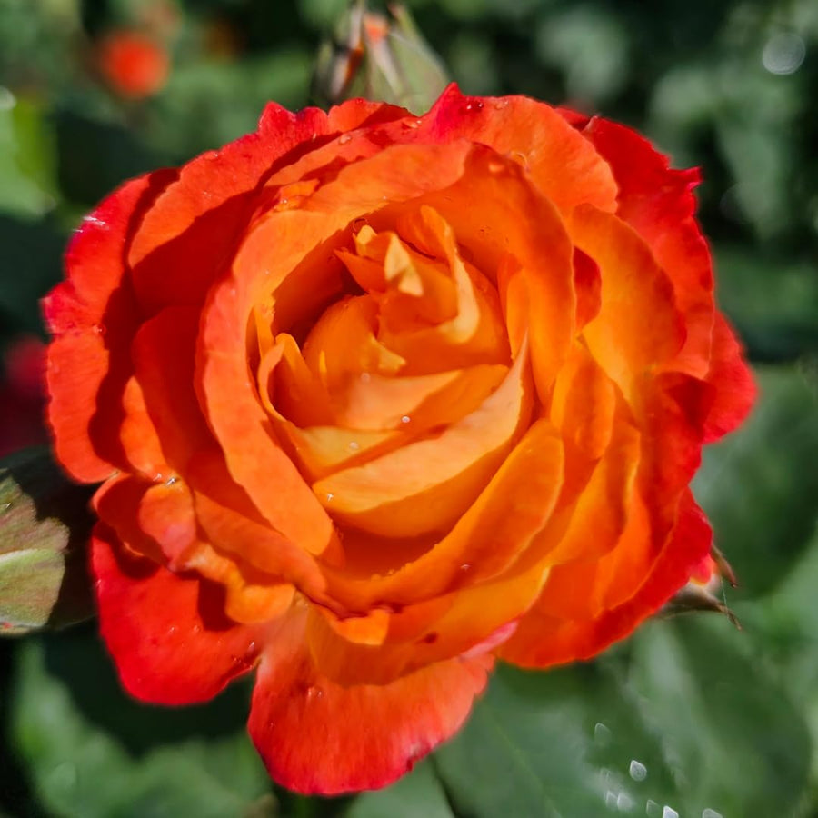 Orange Light Red Climbing Rose Live Plant, Fragrant Rose Bush Ready to Plants, Zone 5 to 9, Size 5 to 7 Inches and Bare Root