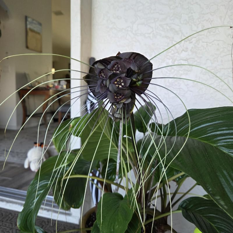 Pack 2 Mixed Tacca Chantrieri Plants Live, Black Orchid Bat Flower 3-6 Inches, Indoor Houseplant, Outdoor Planting