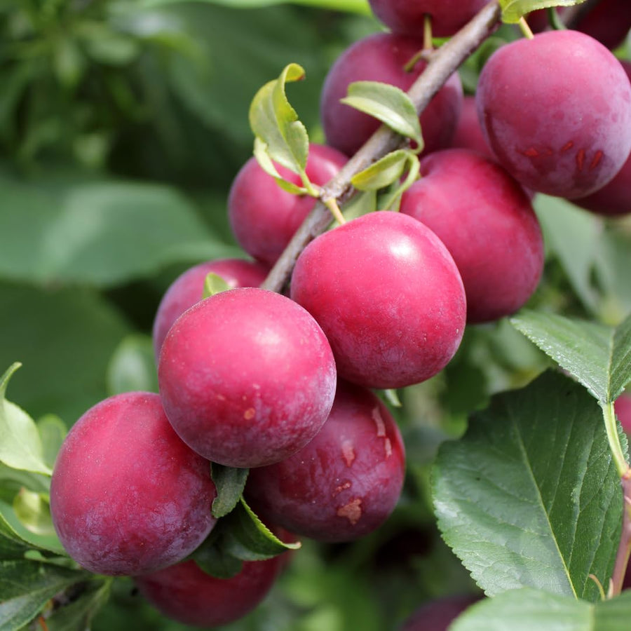 Set of 24 Live Plum Cuttings, for Planting, Sweet Edible Fruit Rooted Cuttings, Ready to Grow, Suitable for Outdoor Garden