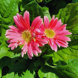 Pink Gerbera Plants Live, 3 to 8 Inc Long, Daisy Flower Live Plants, Live Gerbera Daisy Plants, Daisy Plant Seedlings for Garden, 1 Plant