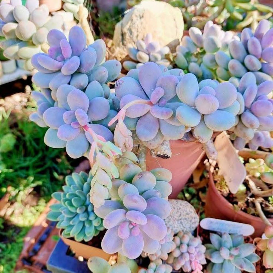 Blue Succulent Plant Live in 2'' Pot, Rare Succulent for Indoor Outdoor Planting, Easy Care Houseplant, 3-4'' Tall