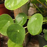 Money Plant Live in 4 Inch Pot - Pilea Peperomioides Houseplant, Money Indoor Plant for Home Office