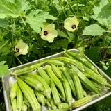2 Green Okra Plants, 4-8 Inc Tall, Okra Plants Live for Planting, Live Vegetable Plant, Fast-Growing and Well-Rooted