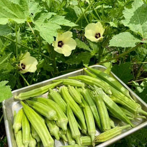 2 Green Okra Plants, 4-8 Inc Tall, Okra Plants Live for Planting, Live Vegetable Plant, Fast-Growing and Well-Rooted