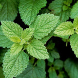4 Lemon Balm Herb Plants, 5-9" Tall, Hardy Perennial Fragrant Lemon Herb for Pot, or Home Garden