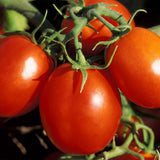 Lot 4 Tomato Plants Live for Planting Outdoors, Large and Juicy Tomatoes, Well Rooted, 6 to 8 Inch - Tomato Big Boy