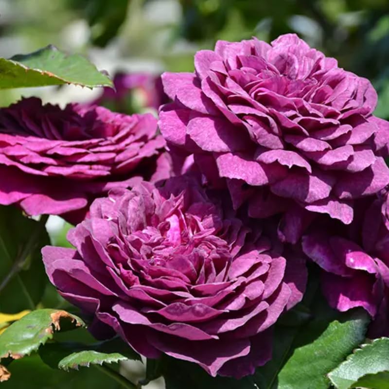 Puple Rose Live Plant, Pink Climbing Rose Plant Live, Purple Climber Plant for Planting, No Leaf, Trim Back, Well Rooted, Bare Root