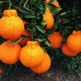 Ugli Tangelo Tree Live Plant, 3 Feet Tall Grafted Citrus Tree, Sweet Citrus Fruit Tree for Outdoor Planting, Orange Tree