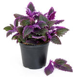 Gynura Velvet Plant, Purple Passion Plant, Velvety Purple Leaves, 4 Inches Pot 4-7 Inches Tall, Well Rooted for Indoor Houseplant