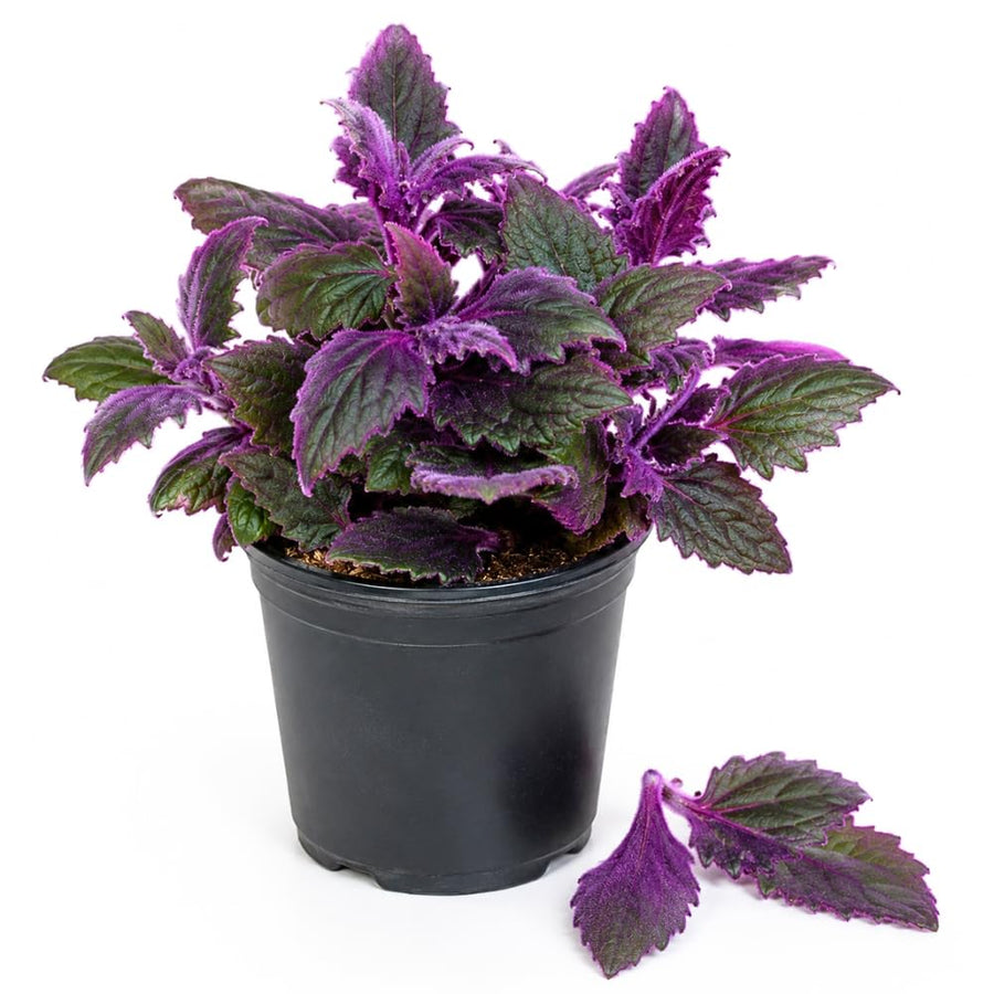 Gynura Velvet Plant, Purple Passion Plant, Velvety Purple Leaves, 4 Inches Pot 4-7 Inches Tall, Well Rooted for Indoor Houseplant