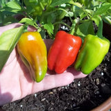 Set 2 Pepper Hot Belle Plants Live, 90 Days Old Pepper, Small, Bell-Shaped Peppers with Vibrant Colors, No Pot