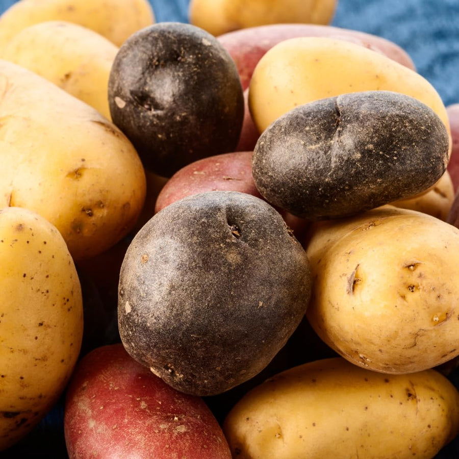 2 Lbs Mixed Potatoes for Planting - Assorted Potato Tubers for Outdoor Garden, Raised Beds, and Container Growing, Potatoes Bulbs Tubers Vegetable
