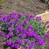 4 Purple Verbena Plants Live, 5-9" Tall Hardy Perennial Flower Plants, Well-Rooted for Outdoor Planting