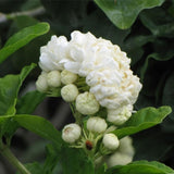 Set 2 of Jasmine Plant Live, Duke of Tuscany Jasmine Flower Plant from 5 to 7 Inc Tall