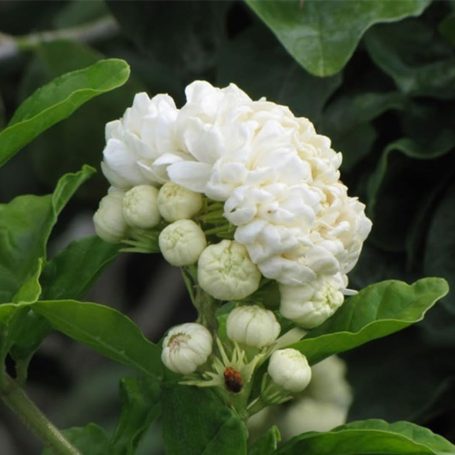 Set 2 of Jasmine Plant Live, Duke of Tuscany Jasmine Flower Plant from 5 to 7 Inc Tall
