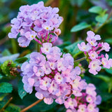 Combo 4 Trailing Lantana Plants Live for Gardening, 6-9 Inch Tall, Ornamental Lantana Live Plants, Fragrant Lantana Flowers (Pink Lantana)