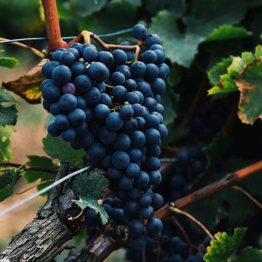 Blue Black Seedless Grape Vines Trees Live Plants, Well-Rooted 1 to 2 Years Old, Grapes Plant Live for Outdoor Planting, Zones 3-9