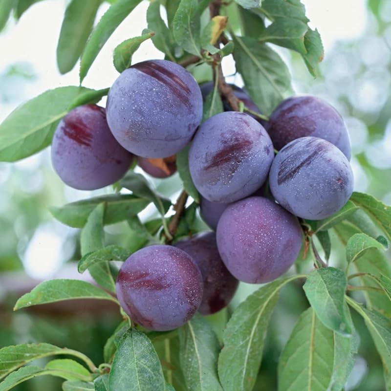 Methley Plum Tree Live Plant 12-18 Inch Height, Japanese Plum Plant Live for Planting Outdoors, Red Plum Tree Plant, Bareroot Dormant