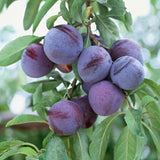 Methley Plum Plant Live for Planting, Bareroot 12-18 Inch Tall, Japanese Plum Tree Live Plant, Red Plum Tree Plant Live to Grow Outdoors