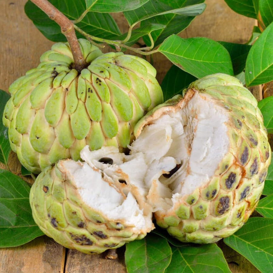 Sugar Apple Tree Live Plant 2-3 Feet Tall, in 1 Gallon Pot, Annona Squamosa Sugar Apple Fruit Tree