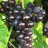 Black Grape Vine Plant Live Bareroot for Planting 1-2 Year Old, Summer Grape Plant Live Grape Tree, Black Grape Fruit Tree for Planting